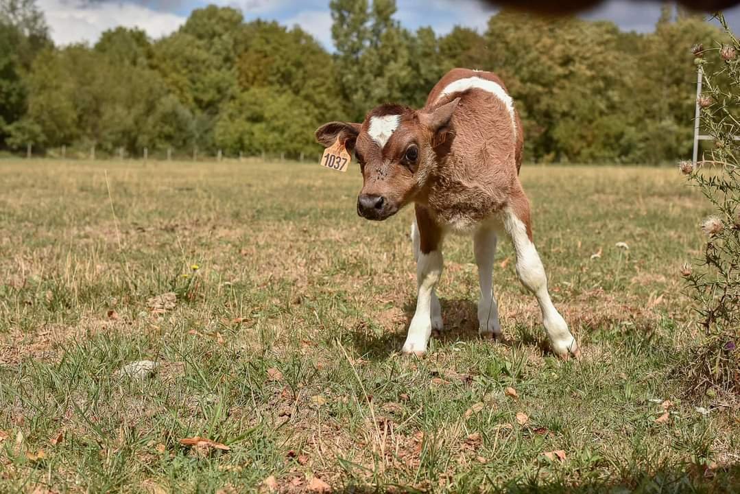 LyceeVert's tweet photo. #carnetrose Nouvelle naissance au lycée #RosaParks, parmi les animaux qui assurent l'#ecopaturage : Bienvenue à la petite Rebecca 🐄 (Crédit 📸 : M. Merle) #Montgeron #ecolycee #lyceeecoresponsable #lyceevert #lyceerosaparks #alaindivo https://t.co/FBHOwaqbbl