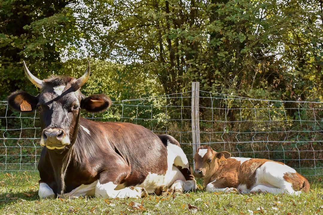 LyceeVert's tweet photo. #carnetrose Nouvelle naissance au lycée #RosaParks, parmi les animaux qui assurent l'#ecopaturage : Bienvenue à la petite Rebecca 🐄 (Crédit 📸 : M. Merle) #Montgeron #ecolycee #lyceeecoresponsable #lyceevert #lyceerosaparks #alaindivo https://t.co/FBHOwaqbbl