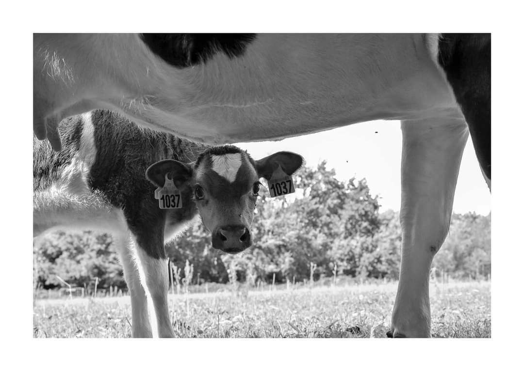 #carnetrose Nouvelle naissance au lycée #RosaParks, parmi les animaux qui assurent l'#ecopaturage : Bienvenue à la petite Rebecca 🐄 (Crédit 📸 : M. Merle) #Montgeron #ecolycee #lyceeecoresponsable #lyceevert #lyceerosaparks #alaindivo