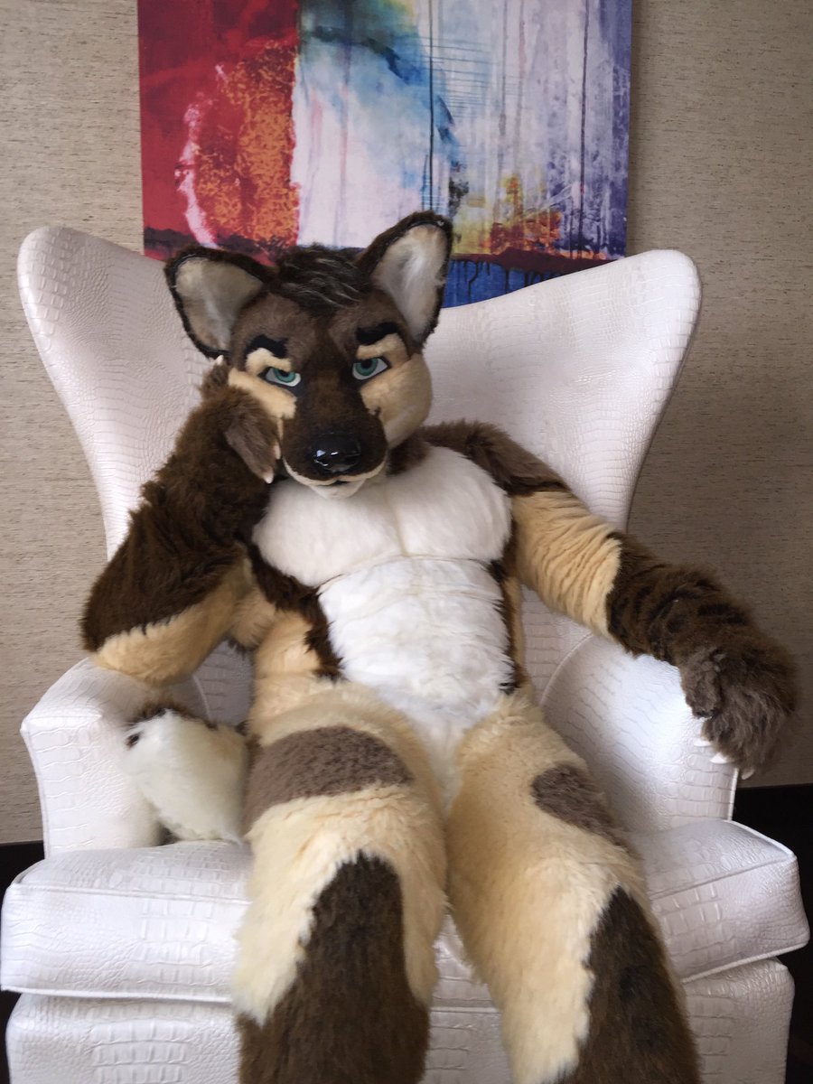 laceaurora's tweet photo. Ok it’s bandwagon time lol! Who wants some fluffy hugs from this guy! ;3 https://t.co/04khnLWgLX