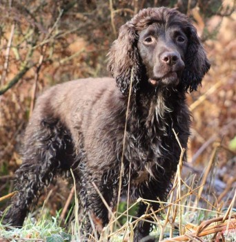 bs2510's tweet photo. BRACKEN #FindBracken #STOLEN

#Missing 01 Sep 2020 #Garrow #EastHarptree, #Somerset BS40 Believed to have been picked up by a man in a white van

SUBSTANTIAL #REWARD for safe RETURN

Male Liver #CockerSpaniel Neutered Older Adult Microchipped

https://t.co/nde0yBMCp0 https://t.co/tfkpjnBg9N