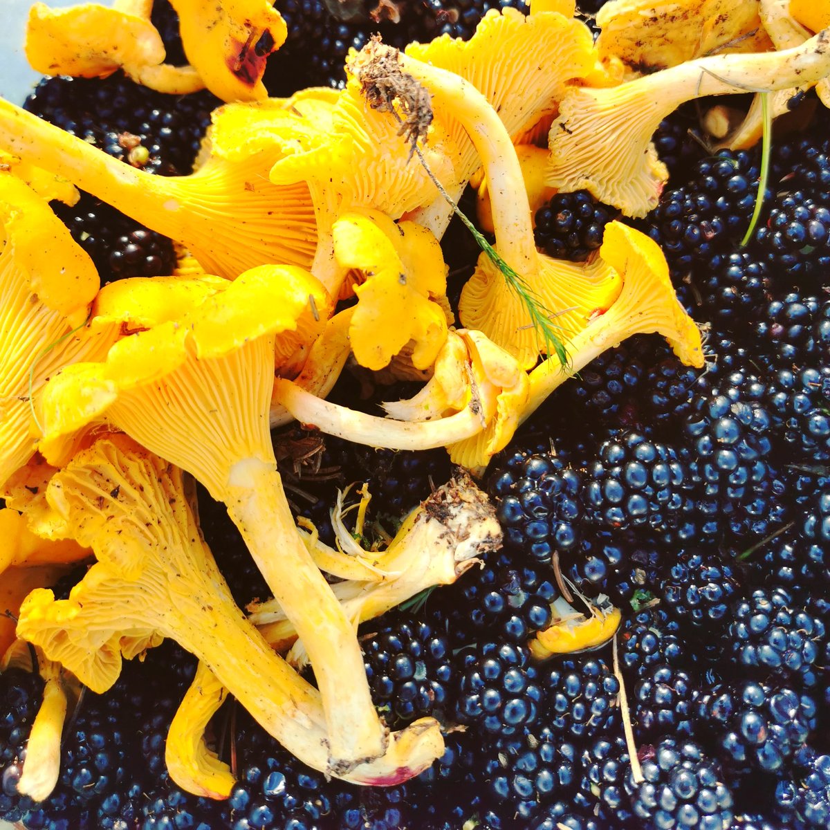 Skogens guld levererat till mitt kök!