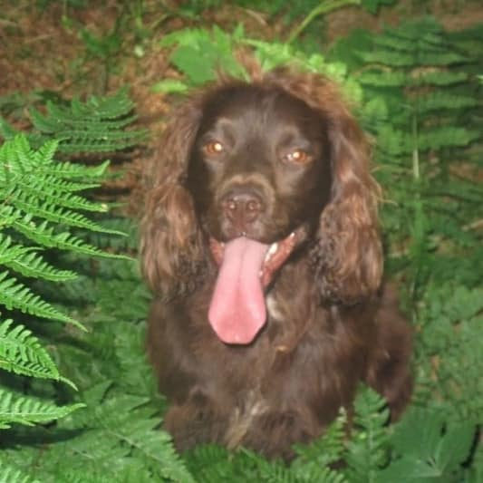 bs2510's tweet photo. BRACKEN #FindBracken #STOLEN

#Missing 01 Sep 2020 #Garrow #EastHarptree #Somerset BS40 Believed to been picked up by man in white van 
Did you see anything?

SUBSTANTIAL #REWARD for safe RETURN

Male Liver #CockerSpaniel Neutered Older Adult Microchipped

https://t.co/nde0yBMCp0 https://t.co/f0mnBEKaGf