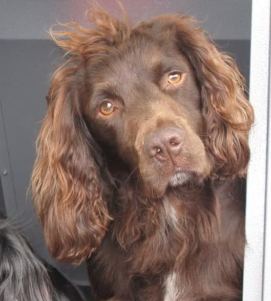 bs2510's tweet photo. BRACKEN #FindBracken #STOLEN

#Missing 01 Sep 2020 #Garrow #EastHarptree #Somerset BS40 Believed to been picked up by man in white van 
Did you see anything?

SUBSTANTIAL #REWARD for safe RETURN

Male Liver #CockerSpaniel Neutered Older Adult Microchipped

https://t.co/nde0yBMCp0 https://t.co/FBI4Yw8Efm