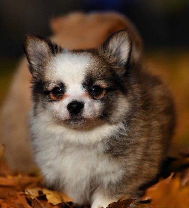 THIS IS THE SAME PUP LOL rex evolved like 3 times since he was a baby https://t.co/U9gpgFABoN