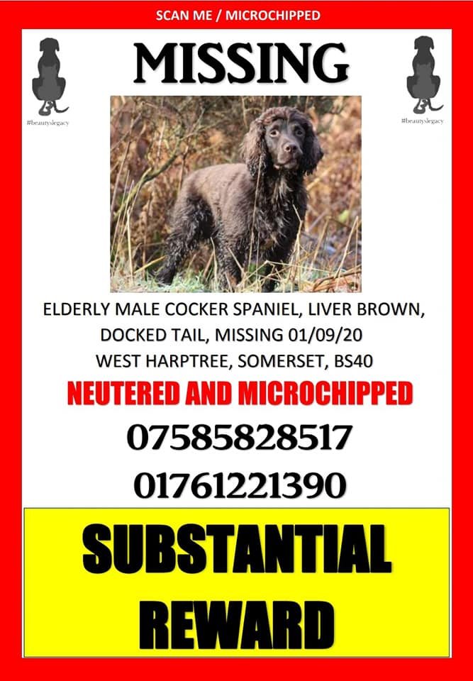 bs2510's tweet photo. BRACKEN #FindBracken #STOLEN

#Missing 01 Sep 2020 #Garrow #EastHarptree #Somerset BS40 Believed to been picked up by man in white van 
Did you see anything?

SUBSTANTIAL #REWARD for safe RETURN

Male Liver #CockerSpaniel Neutered Older Adult Microchipped

https://t.co/nde0yBMCp0 https://t.co/FBI4Yw8Efm