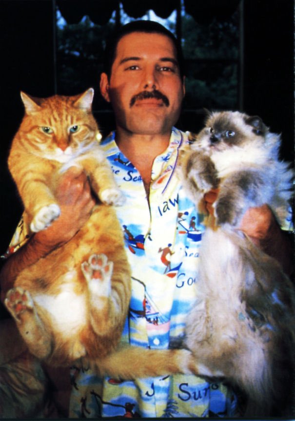 As it’s “Caturday” today, today is extra special because it’s birthday of #FreddieMercury ! Here’s Freddie and two of his cats! #HappybirthdayFreddieMercury #Cats #CatOfCaturday