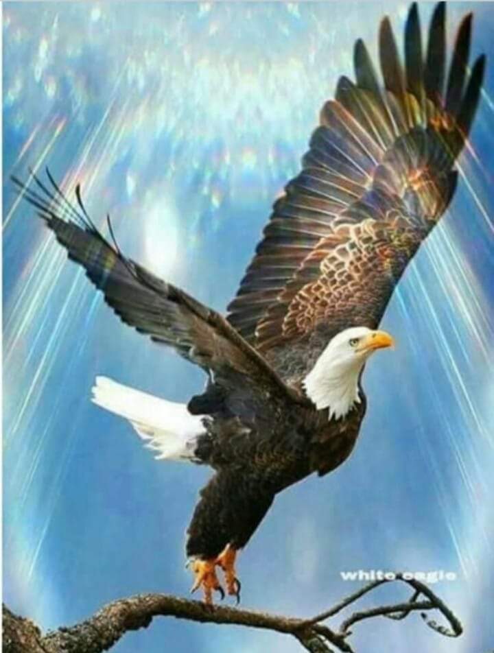 LombaardHerman's tweet photo. @CyriIRamaphosa @CyrilRamaphosa @PresidencyZA 
"HOOR JY DIE MAGTIGE DREUNING, VAN N VOLK IN SY ONTWAKING"
ARENDE VANG NIE VLIËE NIE...EN...LEEUS JAG NIE MIERE NIE!
#REDGEBED iro #FarmMurders
#OneAttackerOneBullet... https://t.co/msDWLOX6x6