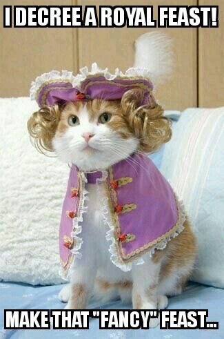 ellelljaytoo's tweet photo. Wardrobe ✅
Catitude ✅
#TimeToBeamMeTo the 1700s & get my feast on.
#Caturday #CatsOfTwitter 😽 https://t.co/59WWQG8LyP