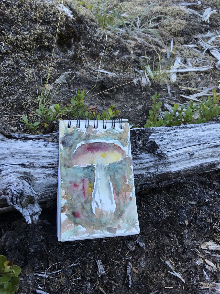 nardsarts's tweet photo. mushroom season is u p o n  u s✨ https://t.co/jzTfgbfeAS