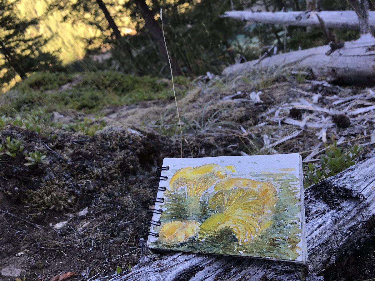 nardsarts's tweet photo. mushroom season is u p o n  u s✨ https://t.co/jzTfgbfeAS