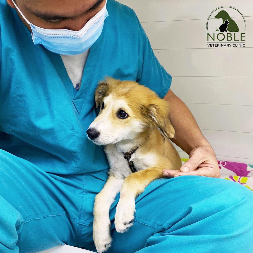 Pancreatitis in dogs
The pancreas is responsible for releasing enzymes that aid in digestion.When the organ is working normally,the enzymes become active only when they reach the small intestine.The enzymes can begin to digest the pancreas,which causes extreme pain to your dog.