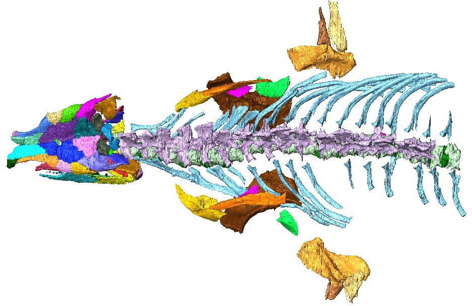 Evo_Deva's tweet photo. Congrats to Master Gabby Adams! Another Joggins beast comes to life in 3D and we're one step closer to knowing what the heck embolomeres are! She also swings a mean pick axe. 
#MaddinLab #CarletonNovaScotiaPaleo @ErthSciCarleton @CarletonScience @JogginsFossils https://t.co/jqg6ODDQiM