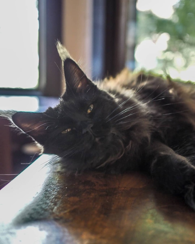 LadyLunaMoonCat's tweet photo. #caturday #caturdaycuties #mainecoon #blackmainecoon #meow #weekendmood #mainecoonlovers #ilovemycat #cfacats #naptime #olympuspenf #mirrorlessphotography #catportrait https://t.co/gP8DZNh9oz https://t.co/CcXfxPBHCo
