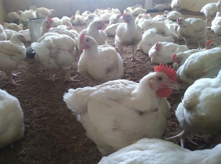 Jarex2Farms's tweet photo. 180 Broilers with an average weight of 2.6kg for sale in Oyo town. Please help RT, prospective buyers might be on your TL.

Many thanks! https://t.co/NAmLeKmxvP