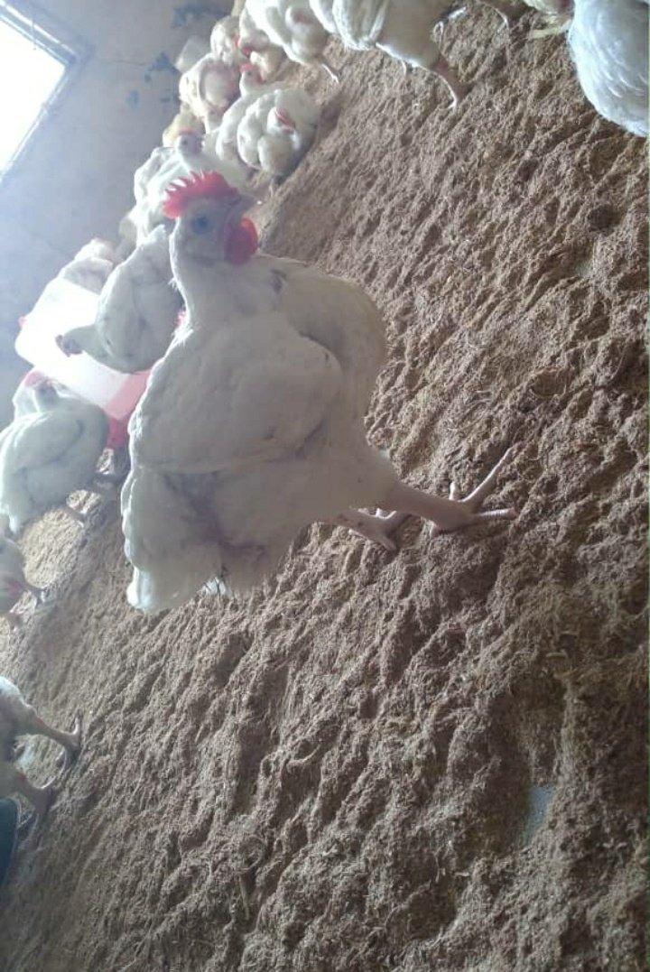 Jarex2Farms's tweet photo. 180 Broilers with an average weight of 2.6kg for sale in Oyo town. Please help RT, prospective buyers might be on your TL.

Many thanks! https://t.co/NAmLeKmxvP