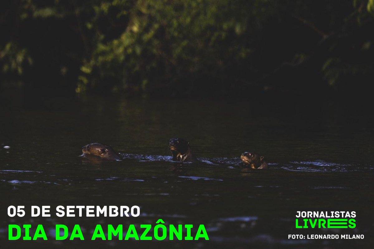 J_LIVRES's tweet photo. Dia da Amazônia - 05/09
Foto: @leonardomilano / Jornalistas Livres #diadaamazônia  #povosdafloresta  #demarcaçãojá #amazonia #everydayamazon https://t.co/gcGaHenuXG