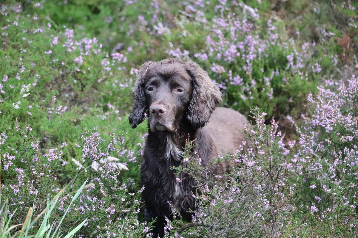 bs2510's tweet photo. BRACKEN #FindBracken #STOLEN

#Missing 01 Sep 2020 #Garrow #EastHarptree #Somerset BS40 Believed to been picked up by man in white van 

Have you SEEN this VAN?

SUBSTANTIAL #REWARD for safe RETURN

Male Liver #CockerSpaniel Older Adult Microchipped

https://t.co/nde0yBMCp0 https://t.co/aepNHMZed1