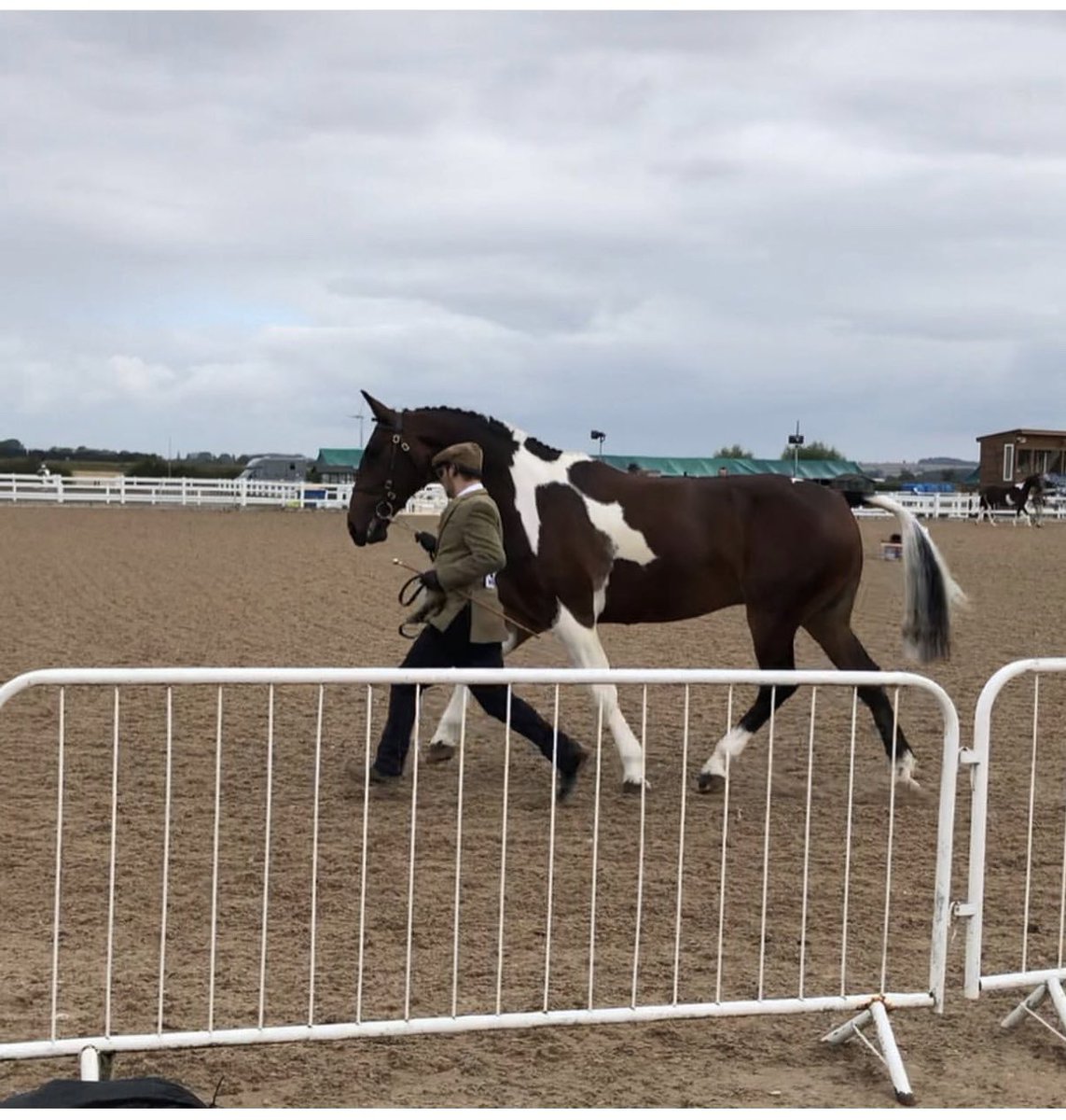 One of my clients  looking amazing at CHAPS Championship today @arenauk #saddle #Saddlers #yorkshire #saddlefitter