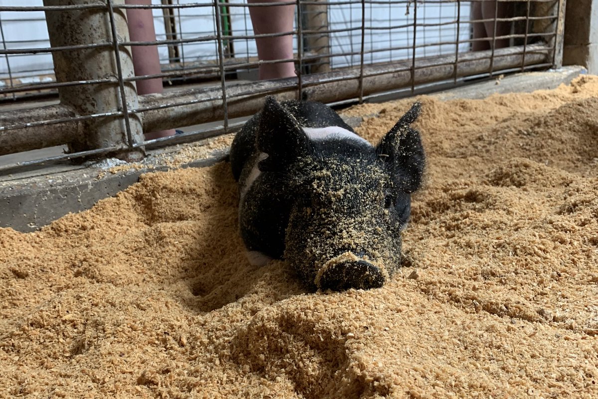 _ellasingleton's tweet photo. It’s that time of year again!! #GCFFA https://t.co/C8W1VzsM9I