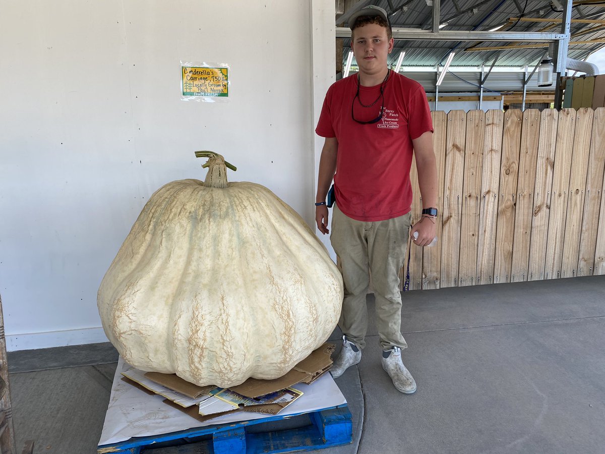 TheBerryPatchNC's tweet photo. Come to The Berry Patch and see this 860 pound pumpkin grown by Paul Novak and Alice Kaulfers!
#worldslargeststrawberry #theberrypatch #ellerbe #exit25 https://t.co/rCb7vxEFzX