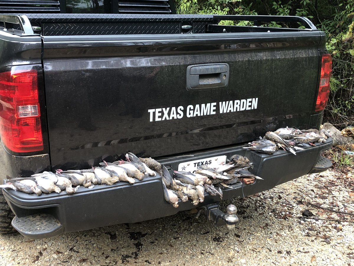 TexasGameWarden's tweet photo. Texas Game Wardens in Nacogdoches, Angelina and Houston counties made cases on several separate groups of dove hunters hunting over bait and rallying birds. A total of 20 violators who illegally harvested over 100 birds were all filed on and the resources were seized and donated. https://t.co/As3JQGZvmP