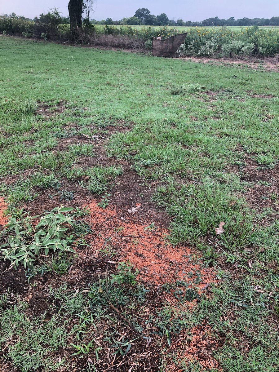 TexasGameWarden's tweet photo. Texas Game Wardens in Nacogdoches, Angelina and Houston counties made cases on several separate groups of dove hunters hunting over bait and rallying birds. A total of 20 violators who illegally harvested over 100 birds were all filed on and the resources were seized and donated. https://t.co/As3JQGZvmP