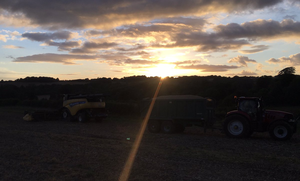 FarmerDorset's tweet photo. Evening. #inacorner https://t.co/kqhD9Prwls