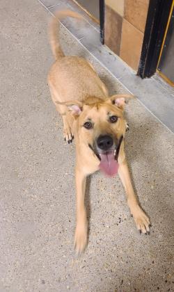 fwacc petsmart alliance adoption center