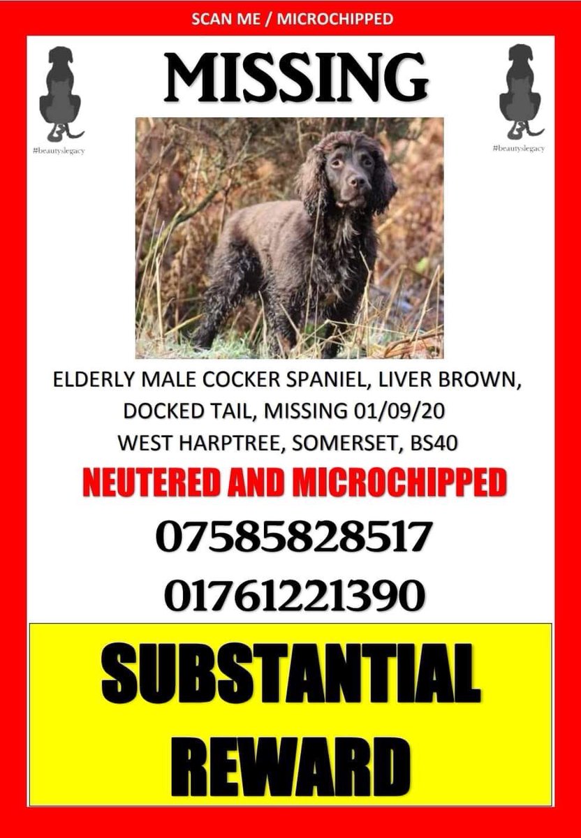 janice_adams3's tweet photo. BRACKEN ELDERLY Male/liver #CockerSpaniel. Possibly #STOLEN went into bushes along with 4 other dogs &amp; didn’t come out. large reward offered if he’s returned safely, CHIPPED&amp;NEUTERED #Garrow #EastHarptree #SOMERSET #BS40 
@LaikaTwat @KarenFi51820768 
https://t.co/mMet57owlx? https://t.co/e0oBDf4pbL