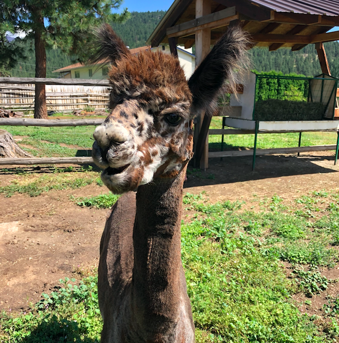 Did someone say treats? Where? I want some please!

Visit Sunkeya Farm Alpacas to spend an hour getting to know these lovely animals for just $5 per person. Please call ahead of time to book. #alpaca #alpacafarm #oliverbc