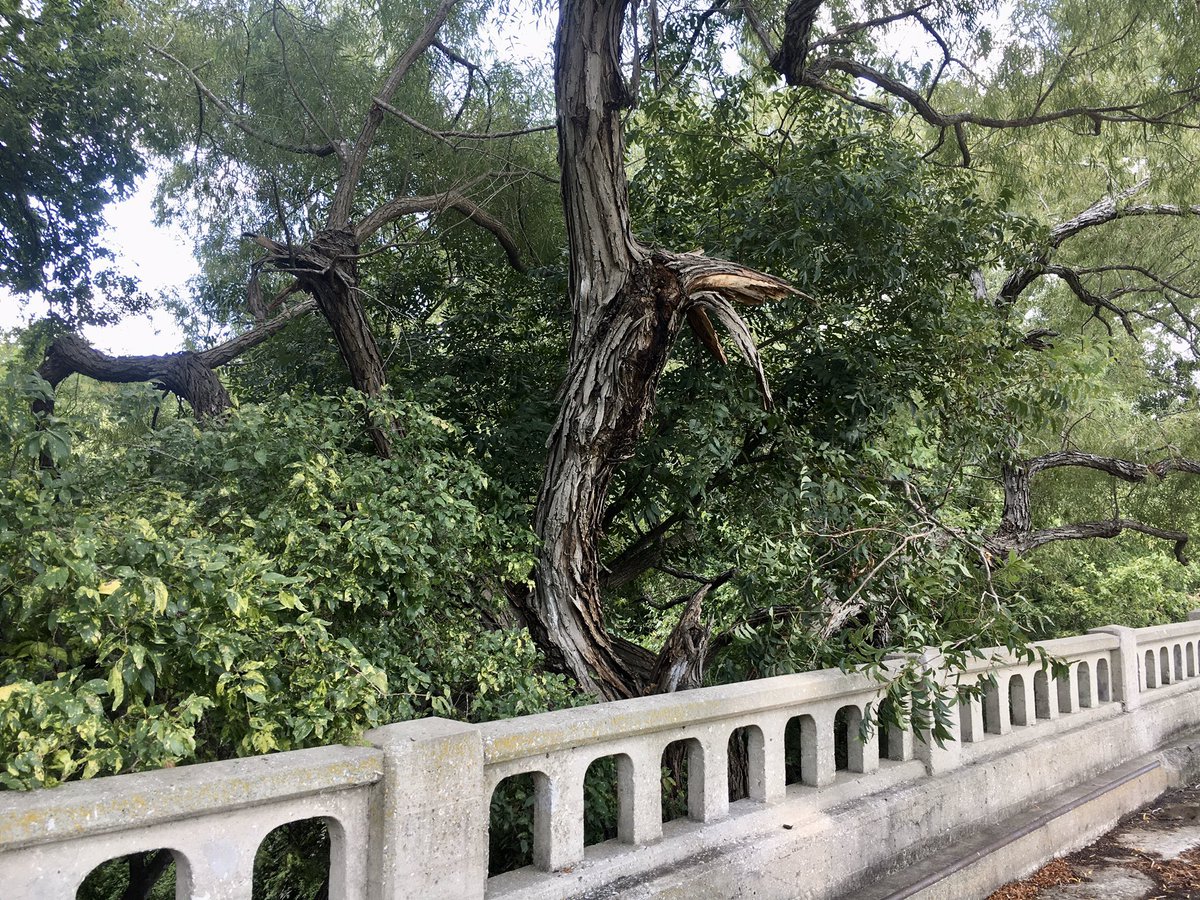 DamnYouRegis's tweet image. Whatever the San Antonio equivalent of #cottagecore is, I think I found it. #missioncore?