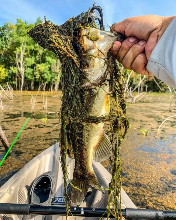 MONSTERBASSco's tweet photo. Eat your greens boys &amp; girls‼️ 🥗

Okay, maybe not these greens though... 😅 Have you pulled up any green giants woven into the weeds lately❓
#TheBetterBox
#MONSTERBASS
📸 Carlo V. https://t.co/CszvHqCDSD