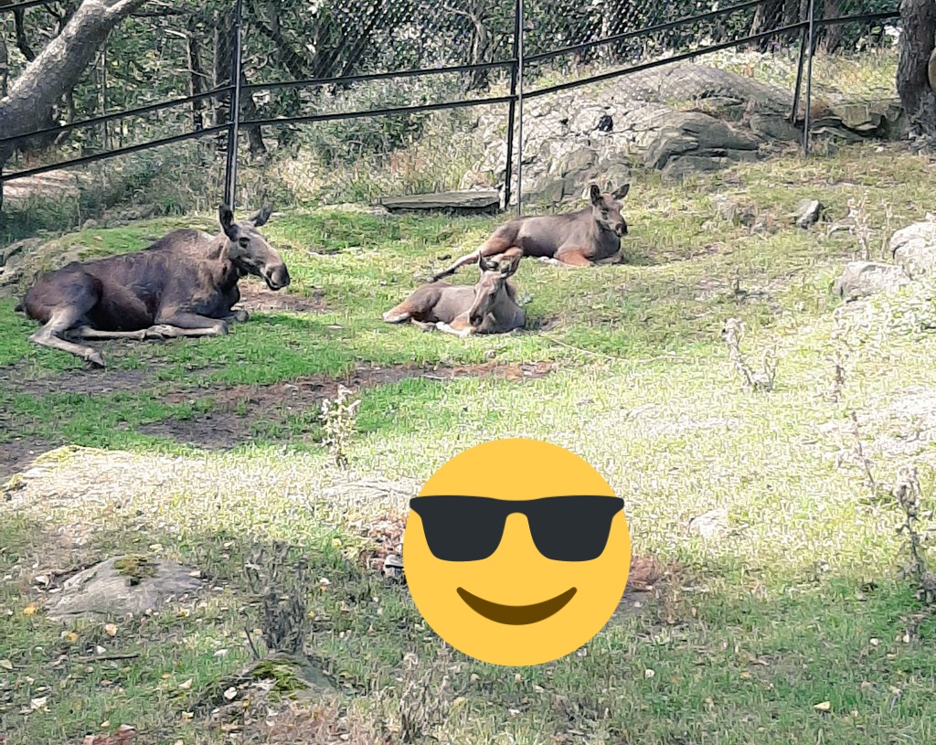 Finally a visit to see the moose twins! (A few months old now) #slottsskogen #djurpark #alg #sweden #weekend #animals #swedishmoose #socute #mamaandbaby #momlife #parks