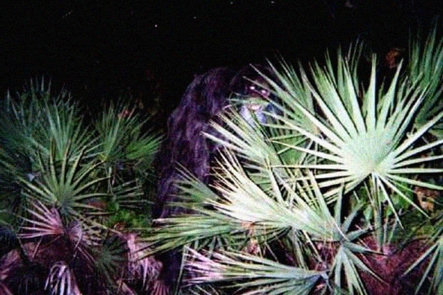 Yes, let us once more embark on a  #cryptozoology PHOTO MEGA-THREAD, aka  #TetZoocryptomegathread. This time we look at an alleged mystery primate photo... well, two photos, actually. Namely, the MYAKKA SKUNK APE PHOTOS of 2000. Let’s take a deep dive…