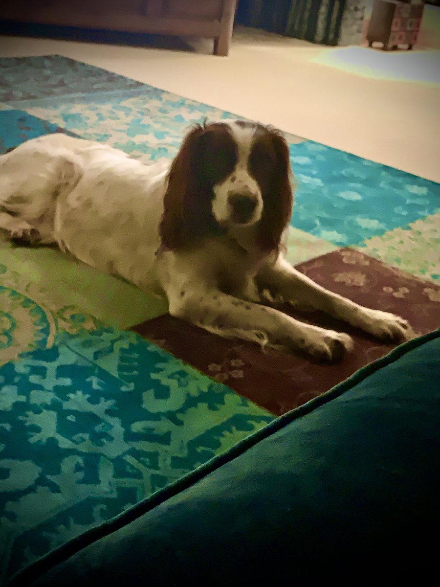 CharlieDOG1990's tweet photo. Saturday night in!! #rockandroll #SaturdayVibes #dogsaturday #Springer #SaturdayNight https://t.co/vutfuEcrIz