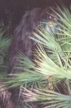 Photo 1 shows what looks like a greyish beard. But Photo 2 – in which the animal has elevated its head – indicates that the entire lower jaw is covered in short, greyish hair and that the greyish extends over the whole neck and, seemingly, across the upper part of the chest.