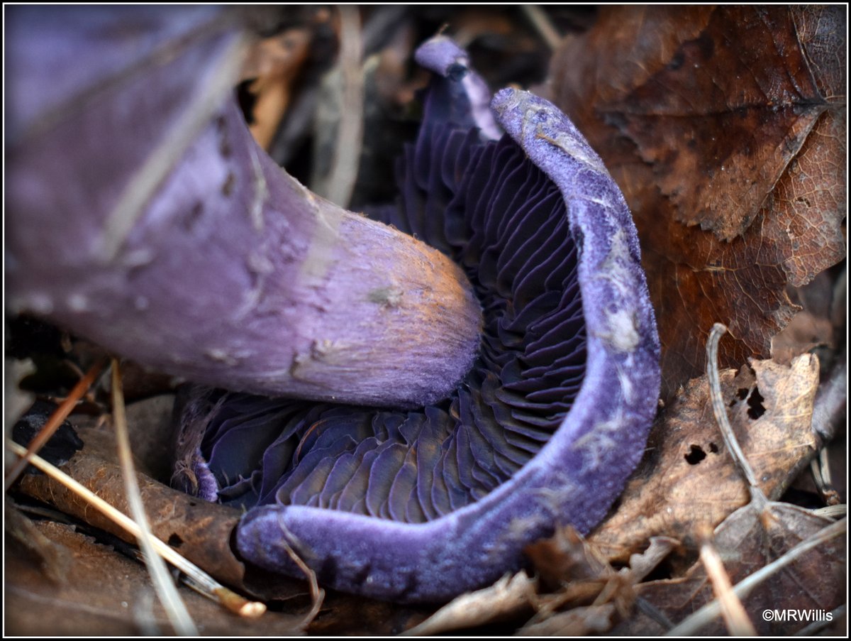Marksvegplot's tweet image. Cortinarius violaceus - Violet Webcap.
