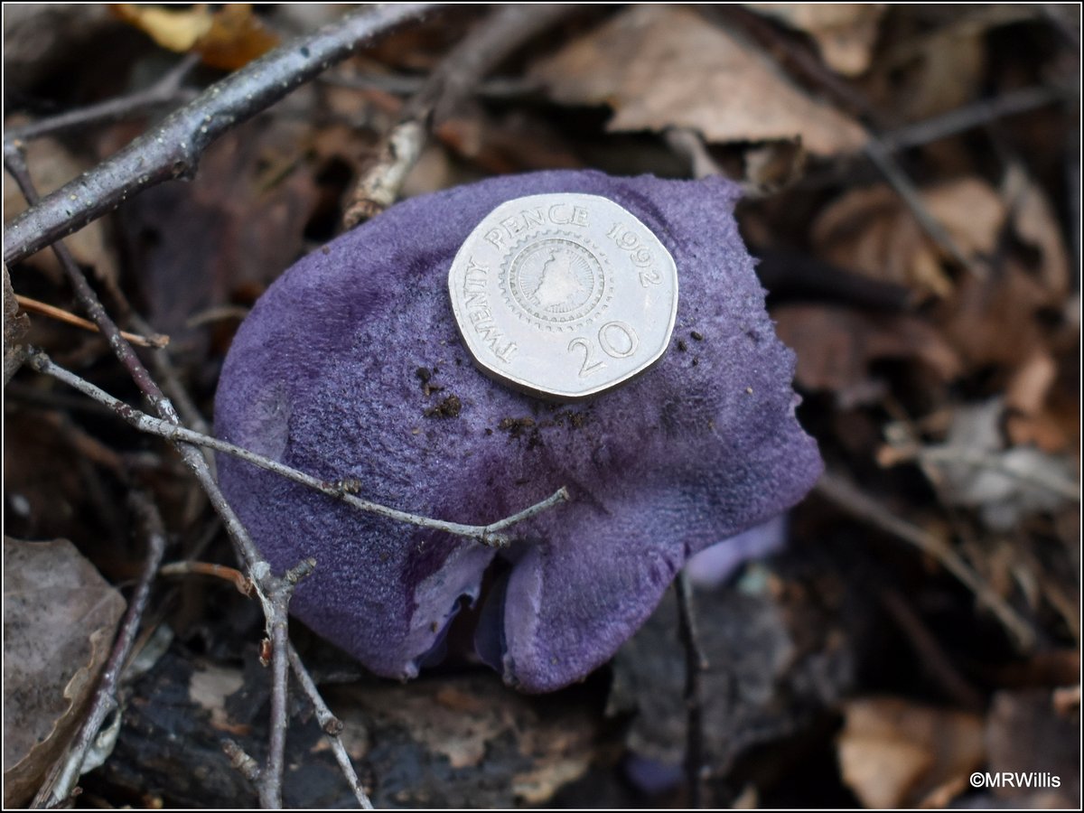Marksvegplot's tweet image. Cortinarius violaceus - Violet Webcap.