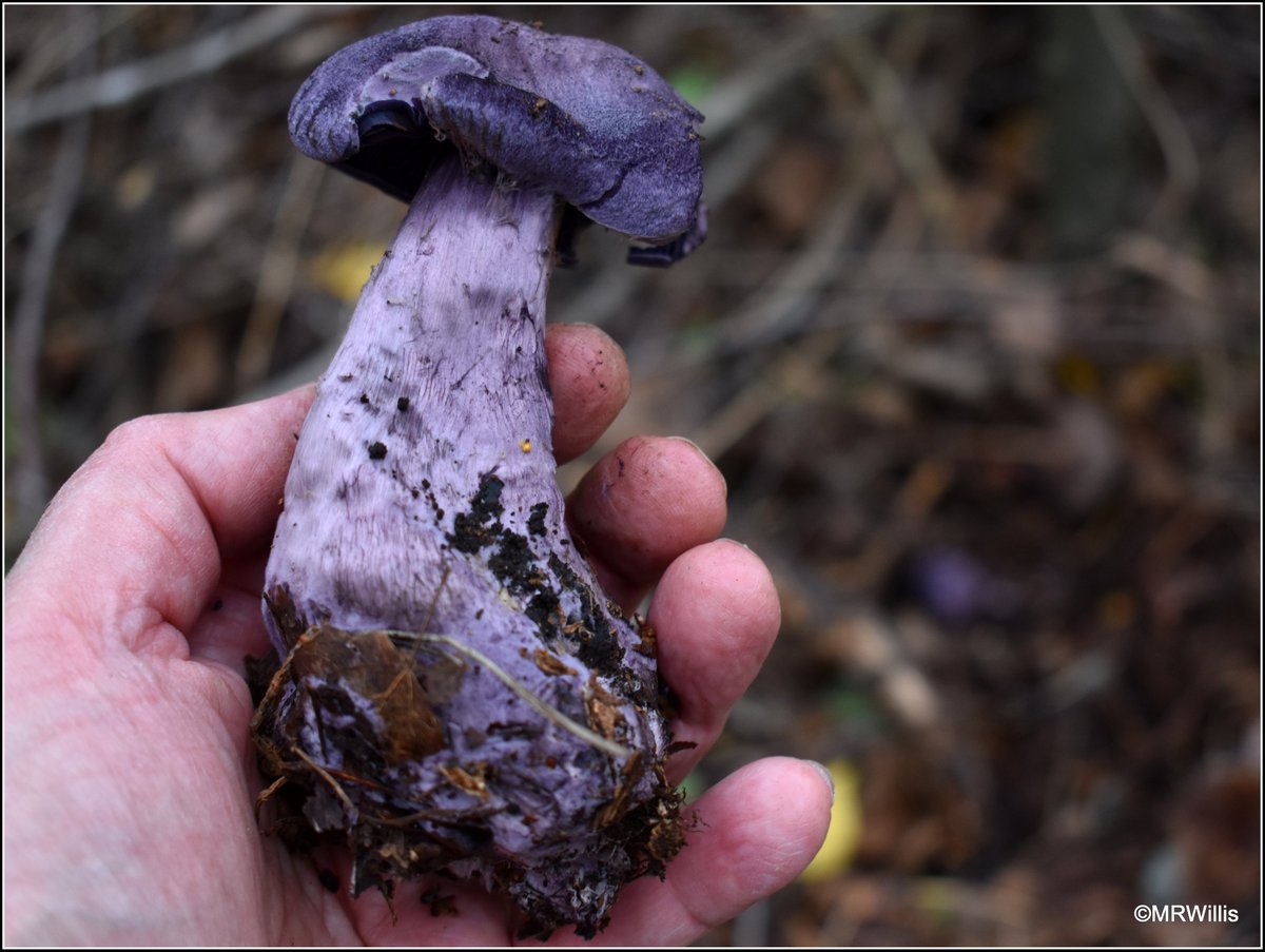 Marksvegplot's tweet image. Cortinarius violaceus - Violet Webcap.