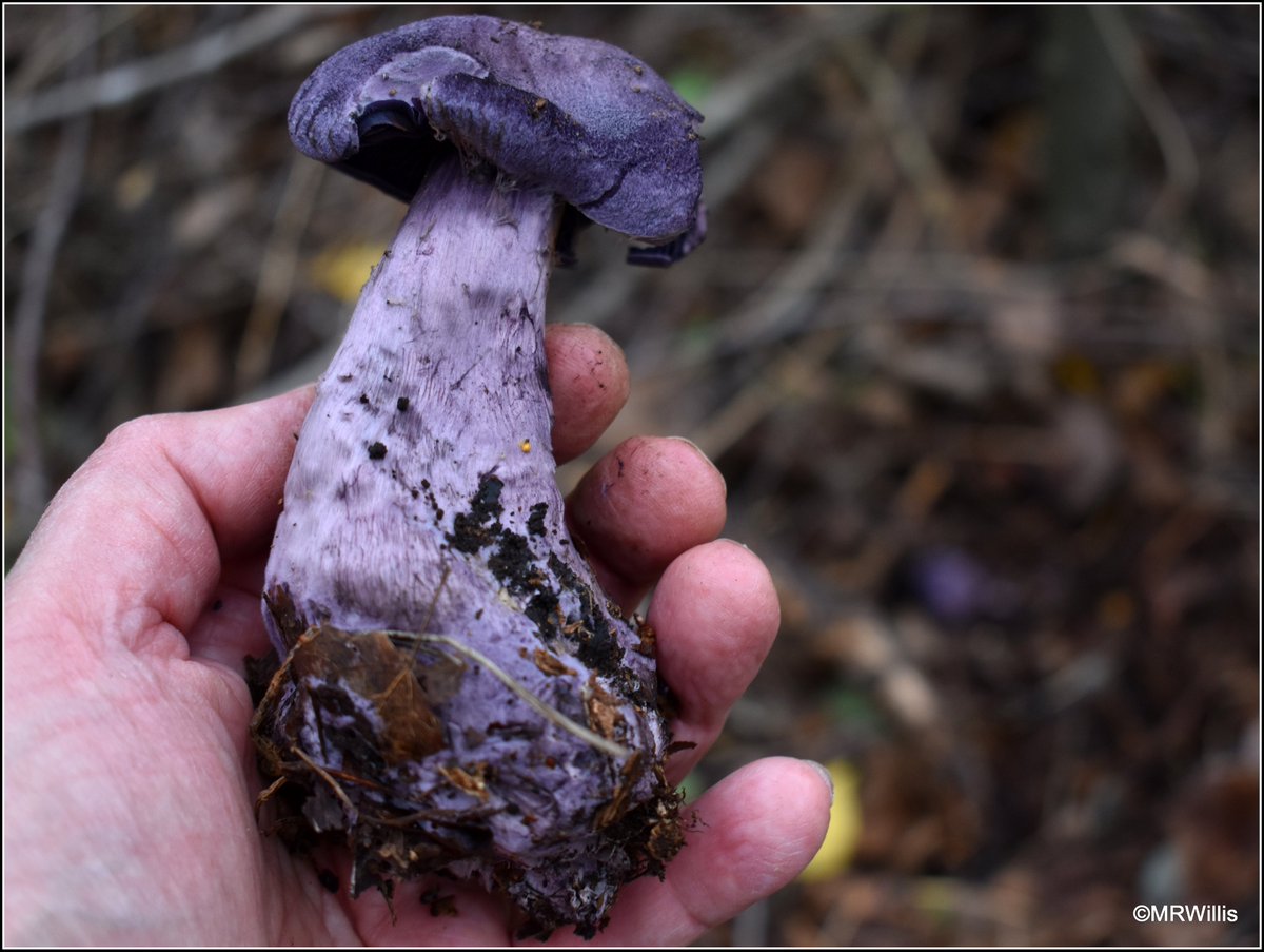 Cortinarius violaceus - Violet Webcap.