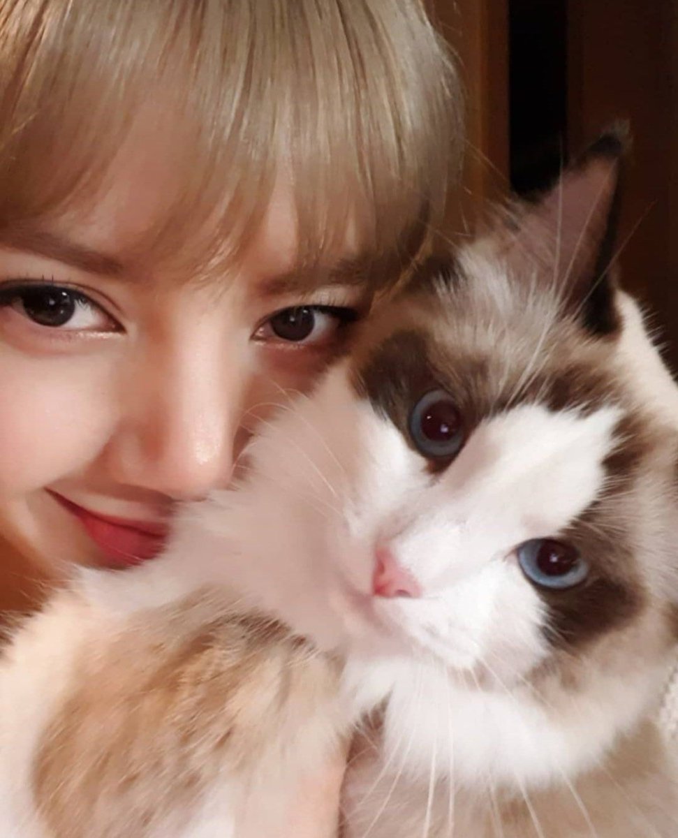 im too lazy to find all of her cats, but lisa's cats>>>>>>>