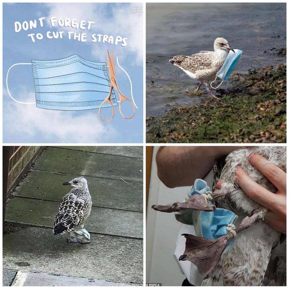 IntBirdRescue's tweet image. Excellent reminder from Sea &amp;amp; Sage Audubon Society: #COVID19 masks are creating another form of #PlasticPollution that harms wildlife: Please cut the straps and dispose of them properly: facebook.com/seaandsageaudu…