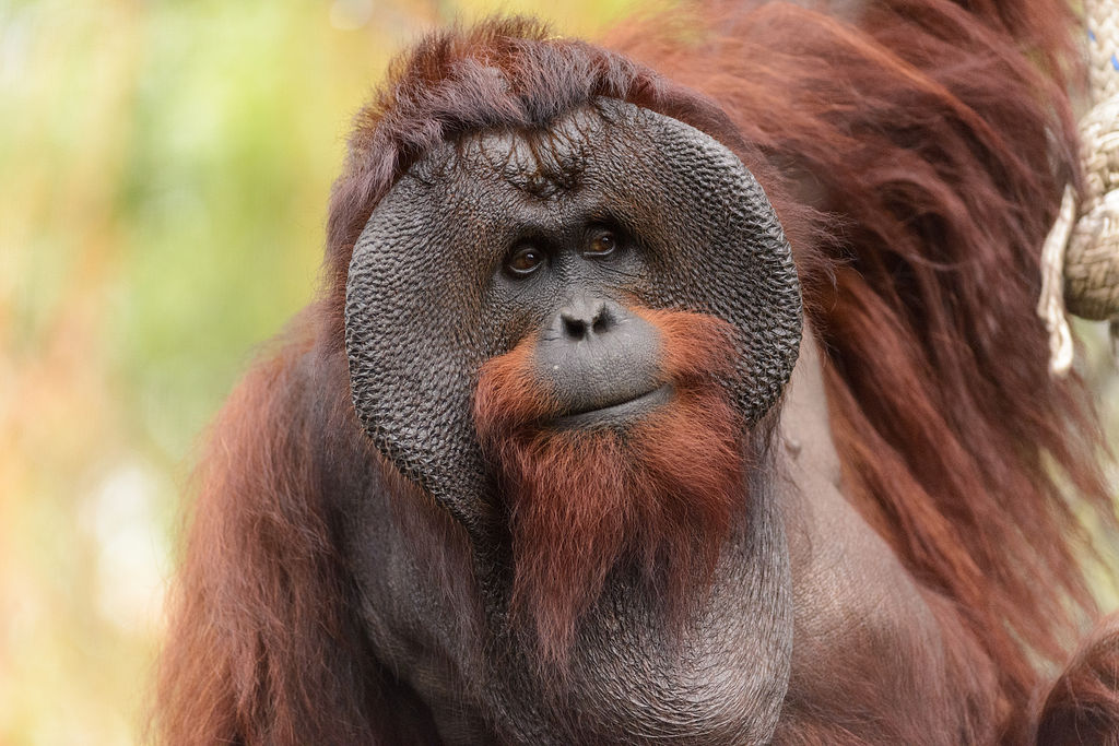 .... and orangutans (especially big males) have conspicuous naked patches across the throat and chest, not grey-haired areas like this (orangutan photo by Eric Kilby).