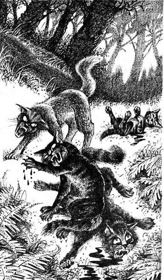 коты воители спаркл. сверкающая звезда коты воители книга. коты воители снежнозвëзд. сине звездная кошка. книги котов воителей.