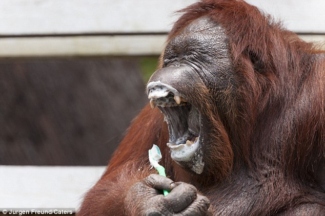 And, indeed, this is very different from the condition in orangutans where the lower jaw fangs are thick, and don’t stand up well beyond the height of the lower incisors (toothbrush photo by Jurgen Freund).