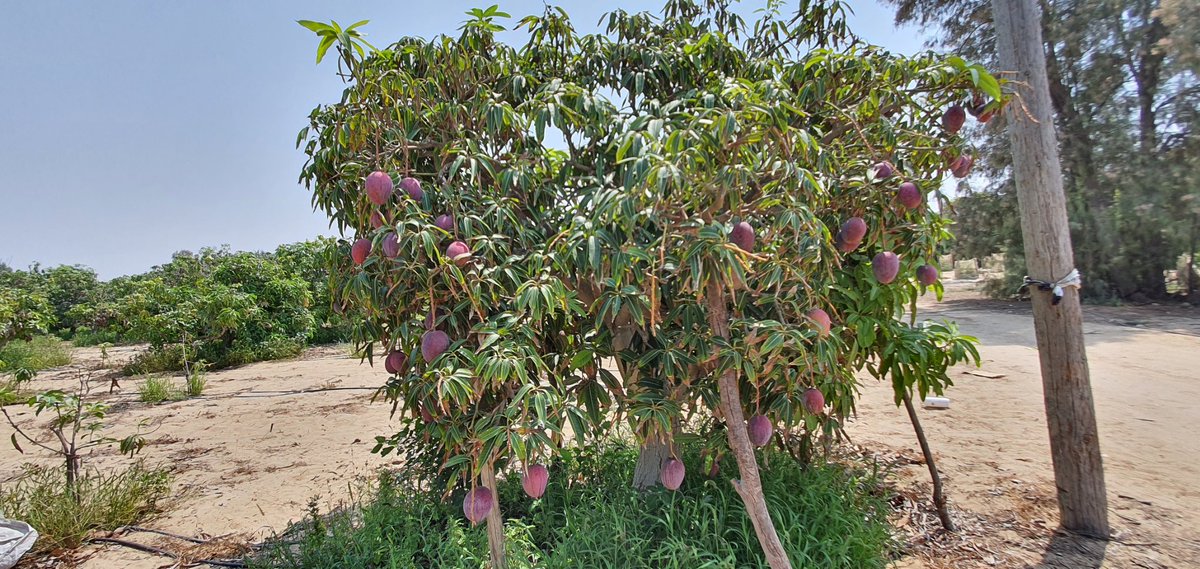 Abdillahonim's tweet photo. Survei ke kebun Mangga di Palestina,hasil panen akan dibagikan ke anak Yatim, keluarga dhuafa

Sedekah 1 kg Mangga Rp.38.000(5 buah Mangga)

Info program bantuan Kemanusiaan, Kantor pusat NPC Jakarta. Call Center: 021-8778 8187. Hp/Wa: 0811 99 444 96(NPC)

https://t.co/yREbhVXyEb https://t.co/AfWBXzrD6k