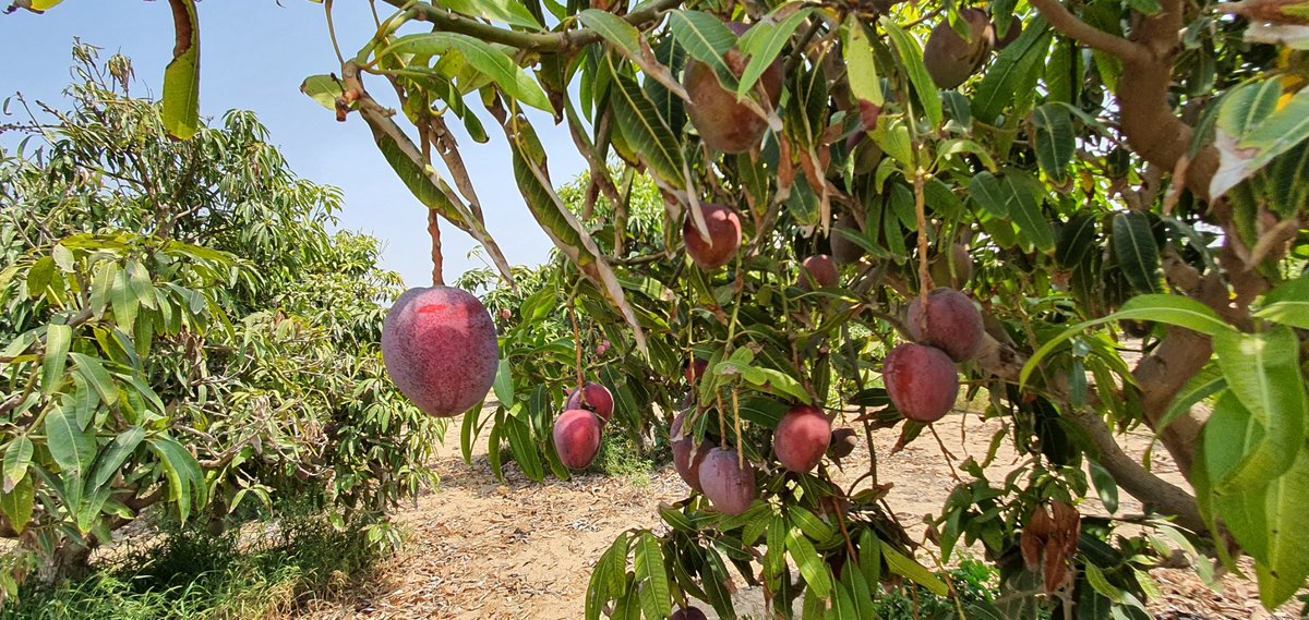 Abdillahonim's tweet photo. Survei ke kebun Mangga di Palestina,hasil panen akan dibagikan ke anak Yatim, keluarga dhuafa

Sedekah 1 kg Mangga Rp.38.000(5 buah Mangga)

Info program bantuan Kemanusiaan, Kantor pusat NPC Jakarta. Call Center: 021-8778 8187. Hp/Wa: 0811 99 444 96(NPC)

https://t.co/yREbhVXyEb https://t.co/AfWBXzrD6k