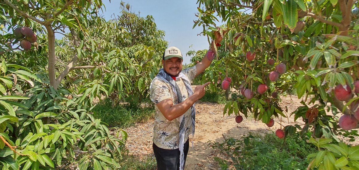 Abdillahonim's tweet photo. Survei ke kebun Mangga di Palestina,hasil panen akan dibagikan ke anak Yatim, keluarga dhuafa

Sedekah 1 kg Mangga Rp.38.000(5 buah Mangga)

Info program bantuan Kemanusiaan, Kantor pusat NPC Jakarta. Call Center: 021-8778 8187. Hp/Wa: 0811 99 444 96(NPC)

https://t.co/yREbhVXyEb https://t.co/AfWBXzrD6k