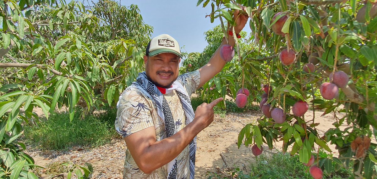 Abdillahonim's tweet photo. Survei ke kebun Mangga di Palestina,hasil panen akan dibagikan ke anak Yatim, keluarga dhuafa

Sedekah 1 kg Mangga Rp.38.000(5 buah Mangga)

Info program bantuan Kemanusiaan, Kantor pusat NPC Jakarta. Call Center: 021-8778 8187. Hp/Wa: 0811 99 444 96(NPC)

https://t.co/yREbhVXyEb https://t.co/AfWBXzrD6k